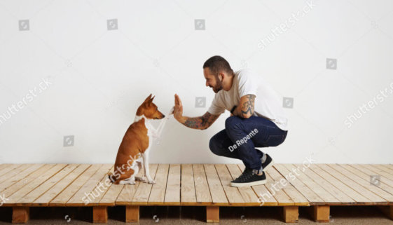 stock-photo-owner-trains-his-dog-to-give-hive-five-462436696